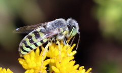 Bembix americana comata