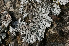 Physcia caesia