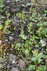 Ranunculus propinquus subborealis