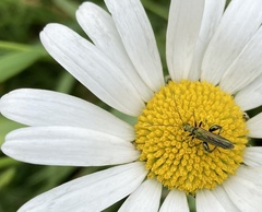 Oedemera nobilis