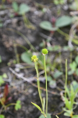 Ranunculus propinquus subborealis