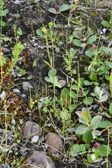 Ranunculus propinquus subborealis