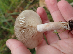 Lactarius vietus