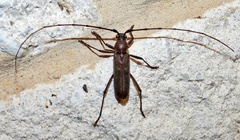 Knulliana cincta