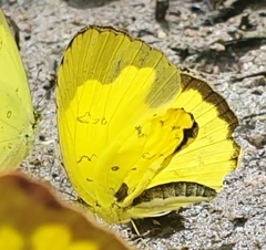 Eurema