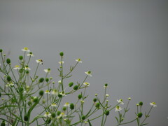 Ranunculus apiifolius