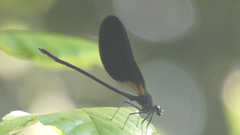 Calopteryx haemorrhoidalis