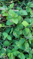 Mentha suaveolens