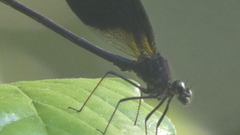 Calopteryx haemorrhoidalis