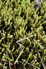 Paludella squarrosa