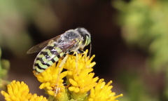 Bembix americana comata