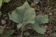 Petasites spurius