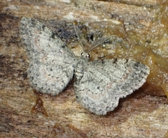 Glenoides texanaria