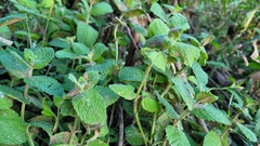Mentha suaveolens