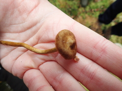Cortinarius croceus