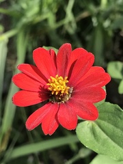 Zinnia