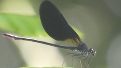 Calopteryx haemorrhoidalis
