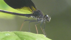 Calopteryx haemorrhoidalis