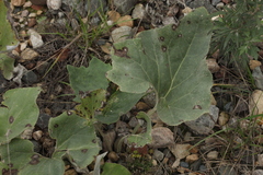 Petasites spurius