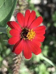 Zinnia