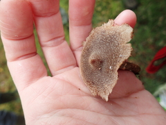 Cortinarius flexipes