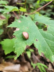 Prolimacodes badia