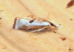 Microcrambus croesus