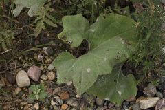 Petasites spurius