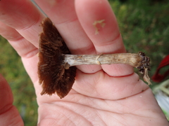 Cortinarius flexipes