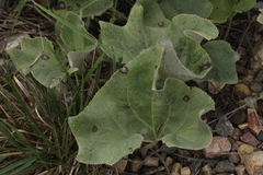 Petasites spurius