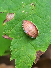Prolimacodes badia