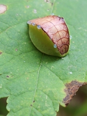 Prolimacodes badia