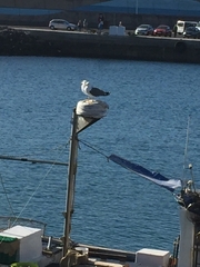 Larus michahellis atlantis