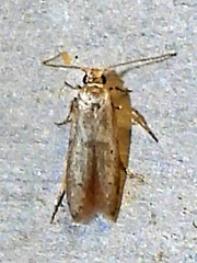 Blastobasidae