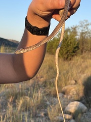 Masticophis flagellum testaceus