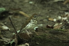 Hylocichla mustelina
