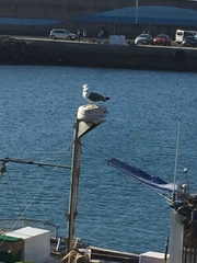 Larus michahellis atlantis