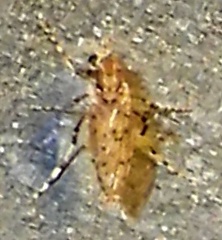 Chaoborus punctipennis