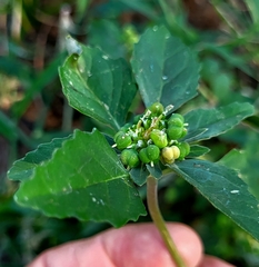 Euphorbia davidii
