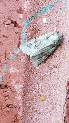 Lacinipolia laudabilis