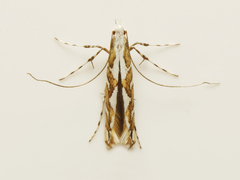 Acrocercops albinatella