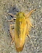 Macrosteles