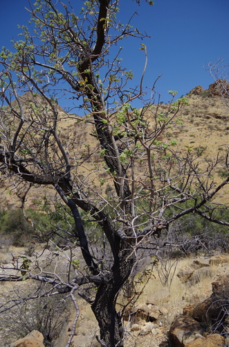 Image of Ozoroa crassinervia by (c) Eric Knight, some rights reserved (CC BY)