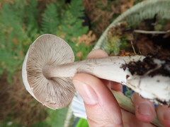 Tricholoma virgatum