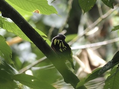 Eurylaimus javanicus