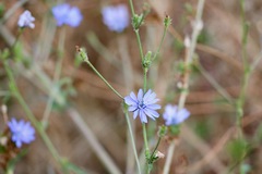 Cichorium