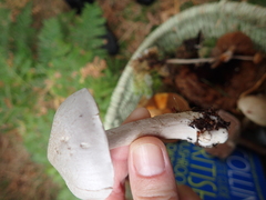 Tricholoma virgatum