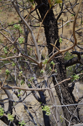 Image of Ozoroa crassinervia by (c) Eric Knight, some rights reserved (CC BY)