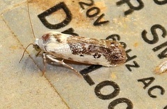 Ponometia phecolisca