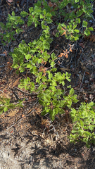 Chamaebatia foliolosa